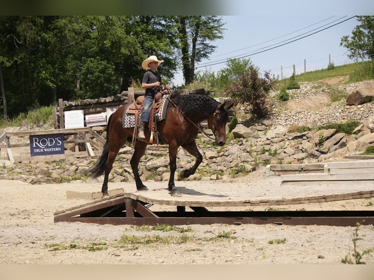 Friesen Mix Wallach 7 Jahre 163 cm Rotbrauner in Fresno