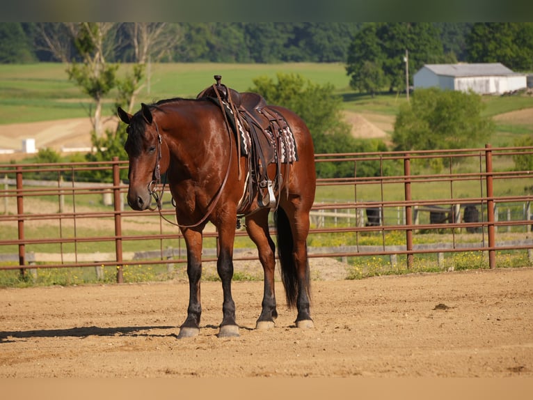 Friesen Mix Wallach 7 Jahre 163 cm Rotbrauner in Fresno