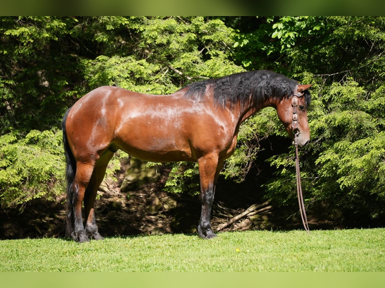 Friesen Mix Wallach 7 Jahre 163 cm Rotbrauner in Fresno