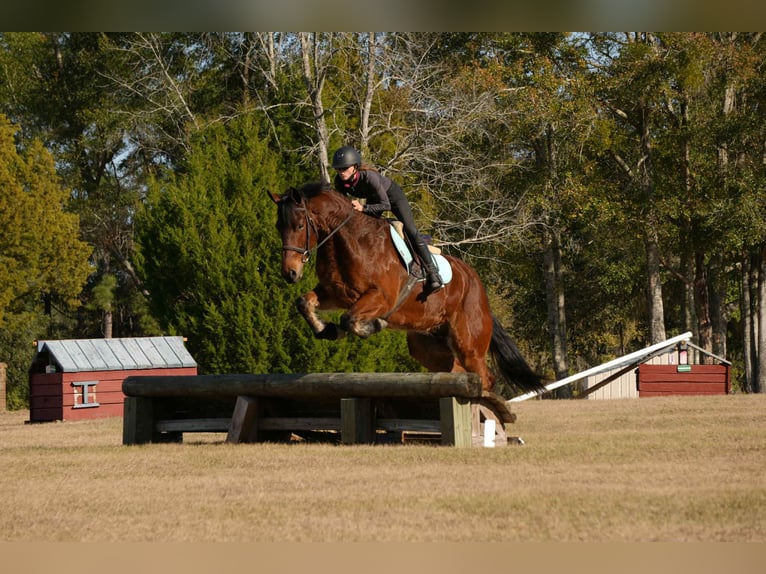 Friesen Mix Wallach 7 Jahre 163 cm Rotbrauner in Fresno