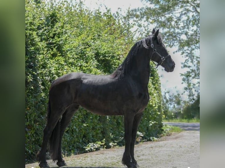 Friesen Wallach 7 Jahre 165 cm Rappe in Alkmaar
