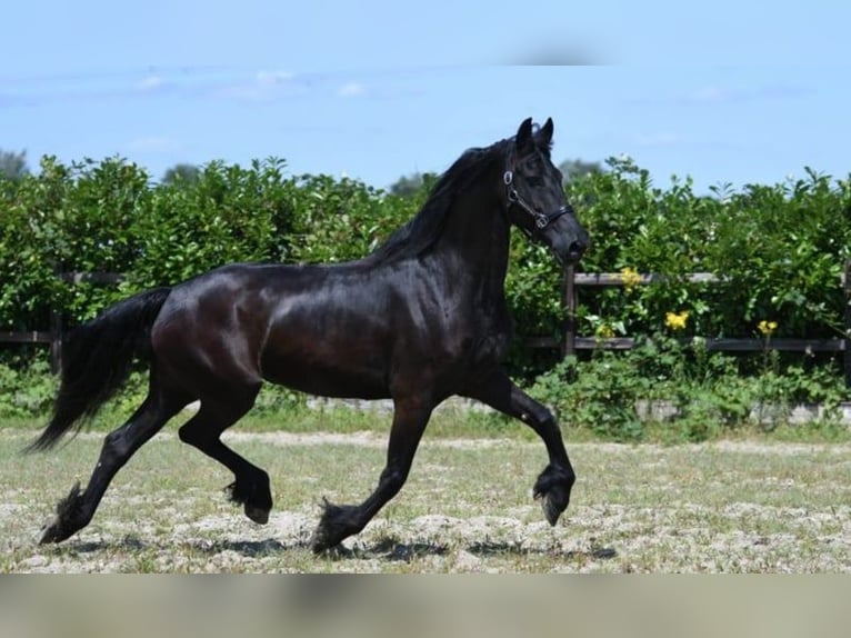 Friesen Wallach 7 Jahre 165 cm Rappe in Alkmaar