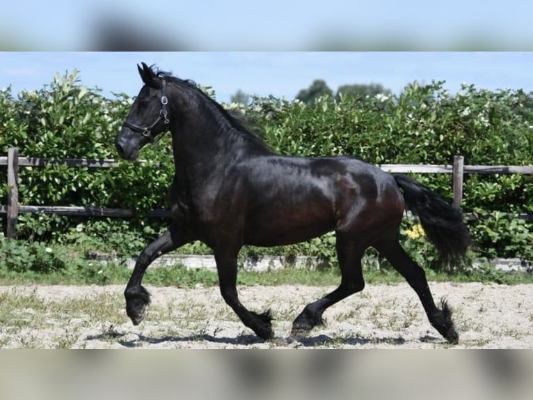 Friesen Wallach 7 Jahre 165 cm Rappe in Alkmaar