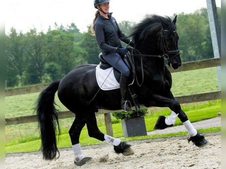Friesen Wallach 7 Jahre 165 cm Rappe in Alkmaar