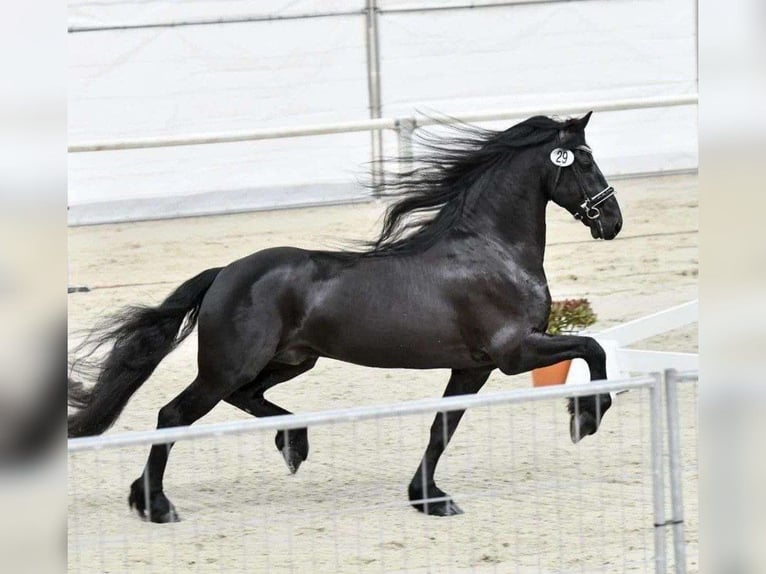 Friesen Wallach 7 Jahre 165 cm Rappe in Alkmaar