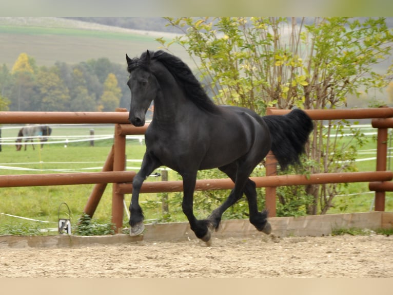 Friesen Wallach 7 Jahre 165 cm Rappe in Ochtendung