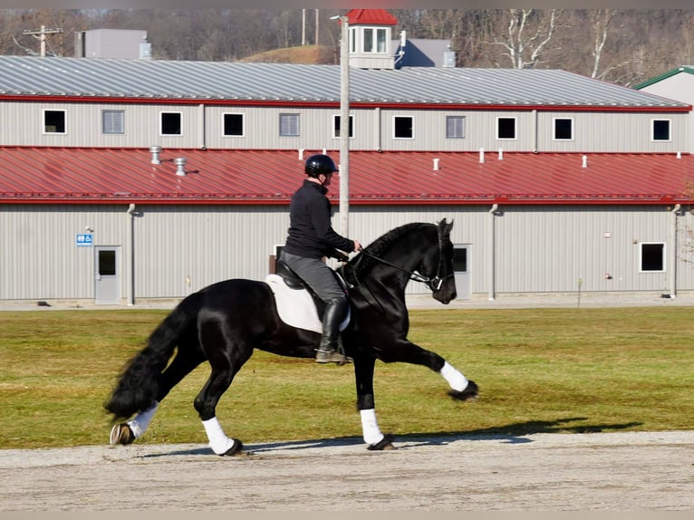 Friesen Wallach 7 Jahre 165 cm Rappe in Fresno