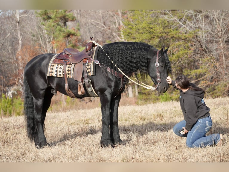 Friesen Wallach 7 Jahre 165 cm Rappe in Fresno