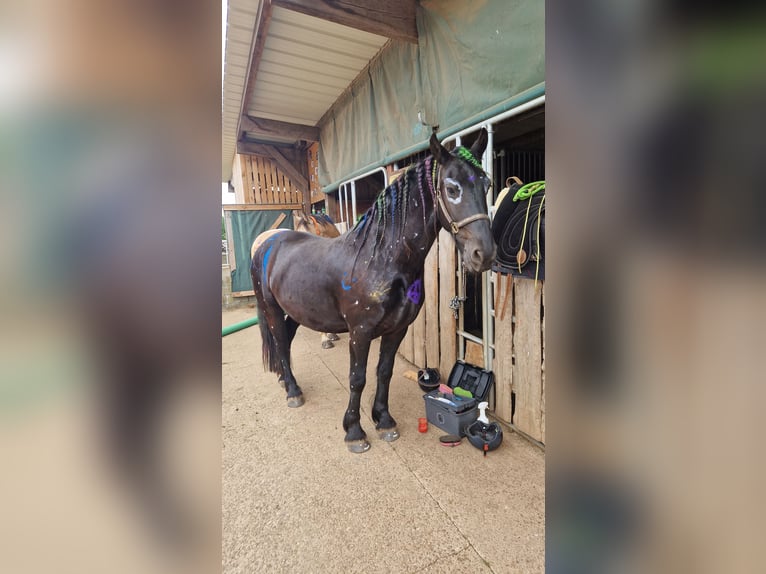 Friesen Wallach 7 Jahre 165 cm Rappe in Rheinbach
