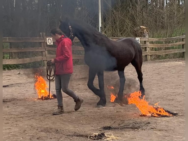 Friesen Wallach 7 Jahre 165 cm Rappe in Rheinbach