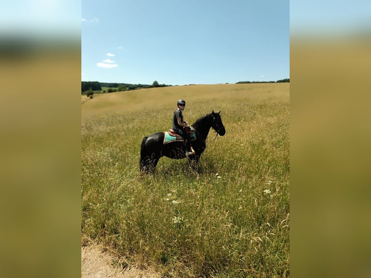 Friesen Wallach 7 Jahre 165 cm Rappe in Rheinbach