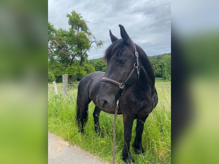 Friesen Wallach 7 Jahre 165 cm Rappe in Rheinbach