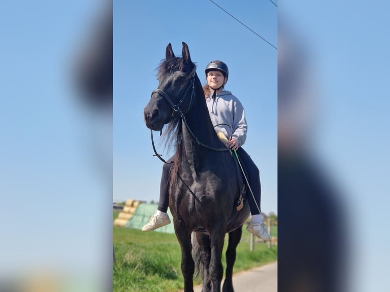 Friesen Wallach 7 Jahre 165 cm Rappe in Rheinbach
