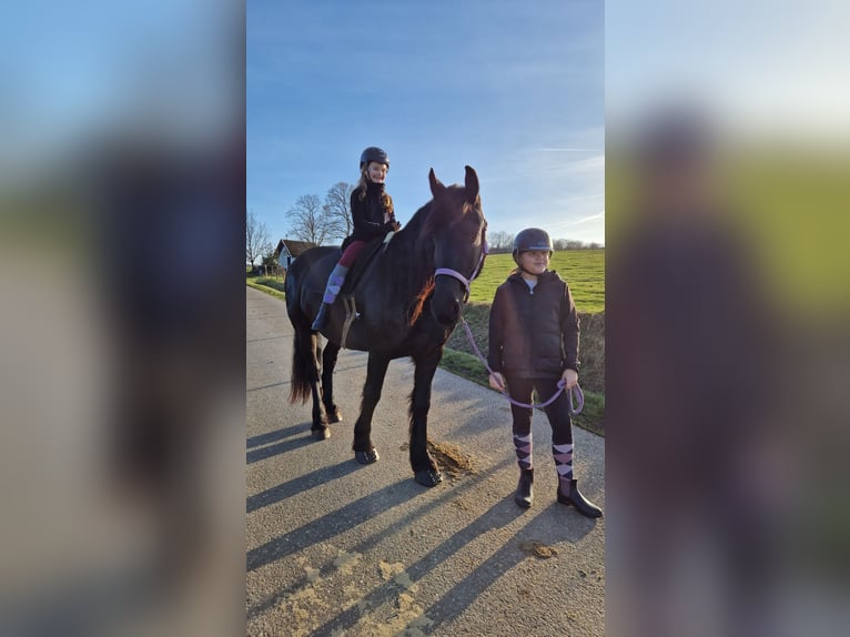 Friesen Wallach 7 Jahre 165 cm Rappe in Rheinbach