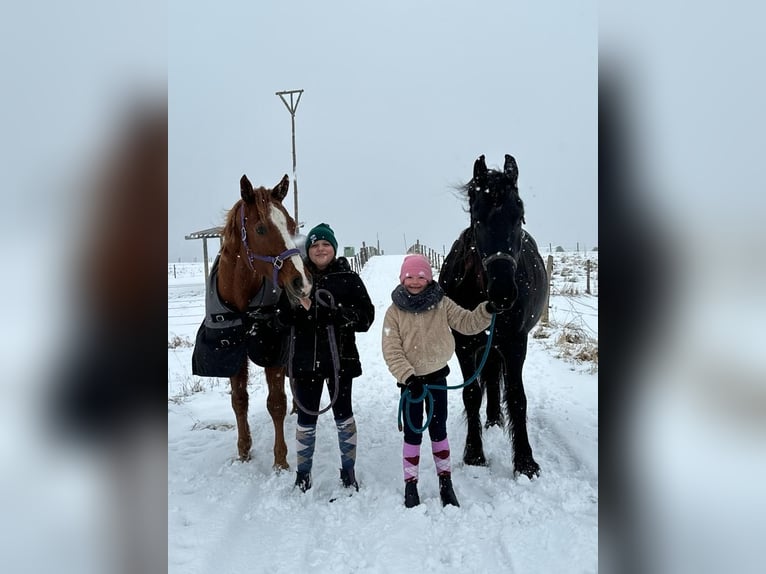 Friesen Wallach 7 Jahre 165 cm Rappe in Rheinbach