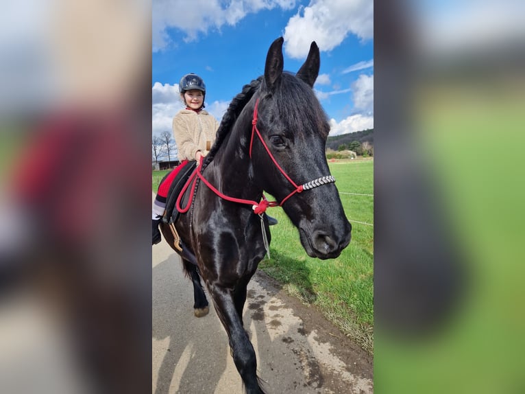 Friesen Wallach 7 Jahre 165 cm Rappe in Rheinbach
