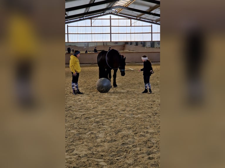 Friesen Wallach 7 Jahre 165 cm Rappe in Rheinbach