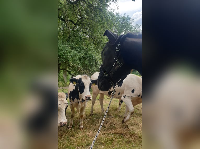 Friesen Wallach 7 Jahre 165 cm Rappe in Rheinbach