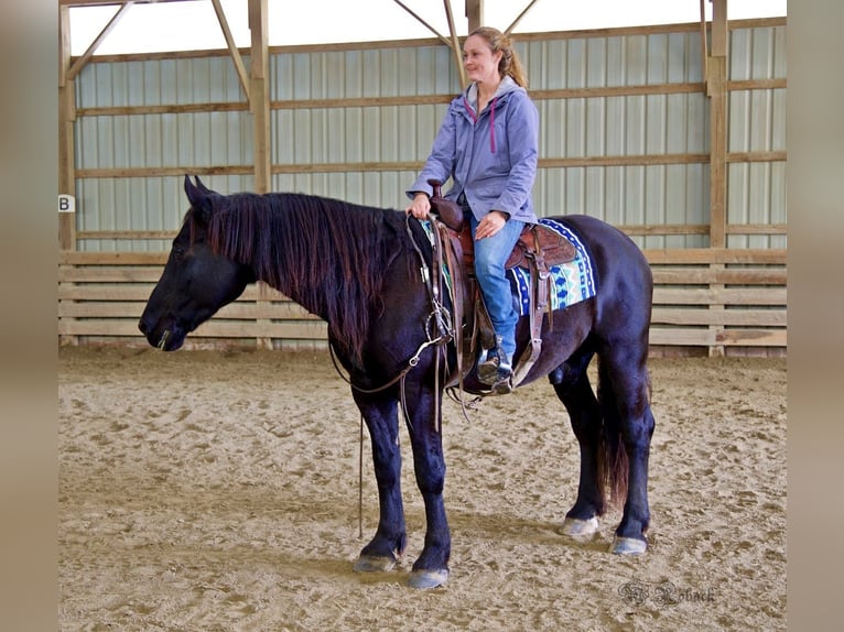 Friesen Wallach 7 Jahre 165 cm Rappe in Rochester MA