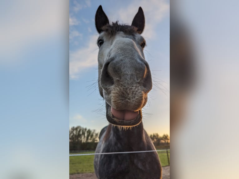 Friesen Mix Wallach 7 Jahre 167 cm Kann Schimmel werden in Maria Hoop