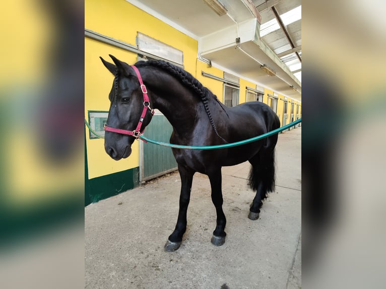 Friesen Wallach 7 Jahre 167 cm in Torino