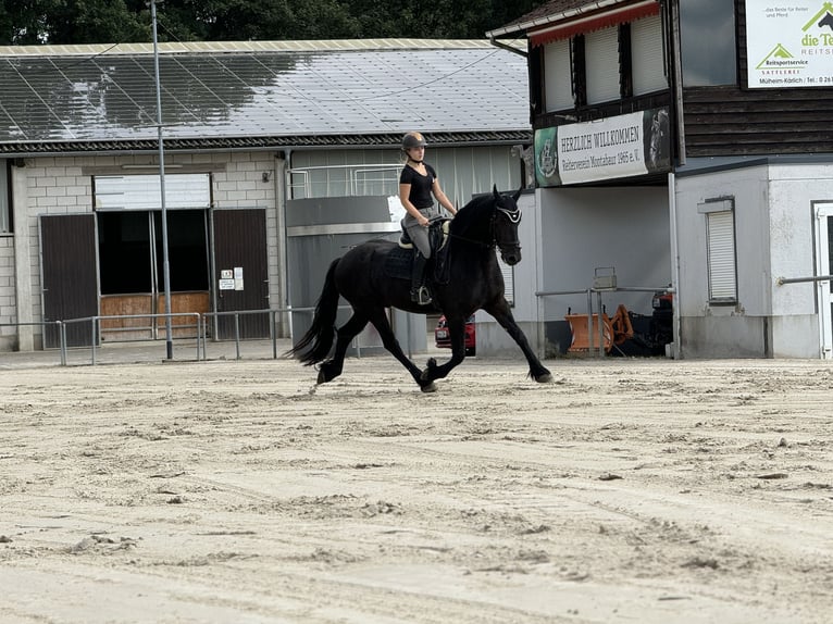 Friesen Wallach 7 Jahre 168 cm Rappe in Montabaur