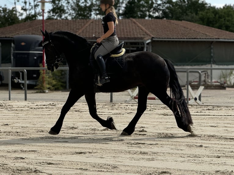 Friesen Wallach 7 Jahre 168 cm Rappe in Montabaur