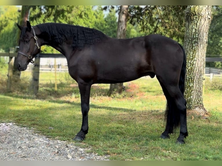 Friesen Wallach 7 Jahre 168 cm Rappe in Allentown