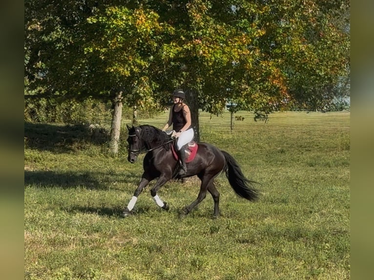 Friesen Wallach 7 Jahre 168 cm Rappe in Allentown