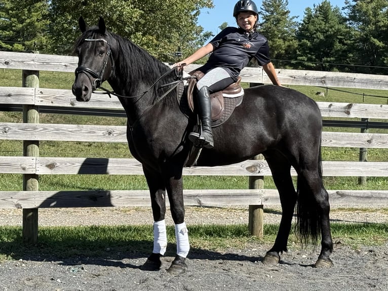 Friesen Wallach 7 Jahre 168 cm Rappe in Allentown