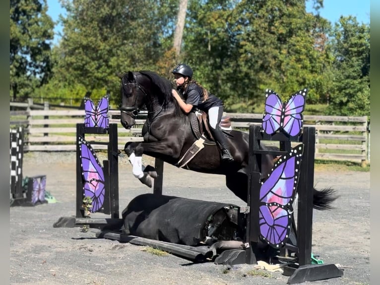 Friesen Wallach 7 Jahre 168 cm Rappe in Allentown