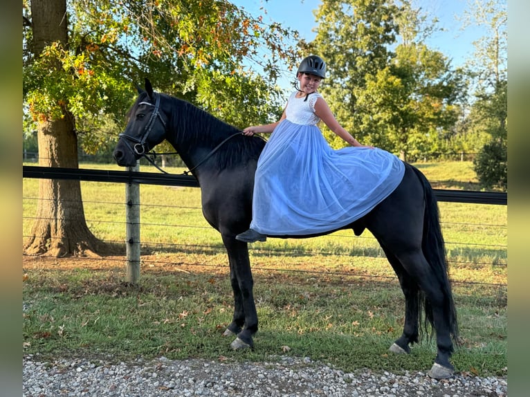 Friesen Wallach 7 Jahre 168 cm Rappe in Allentown
