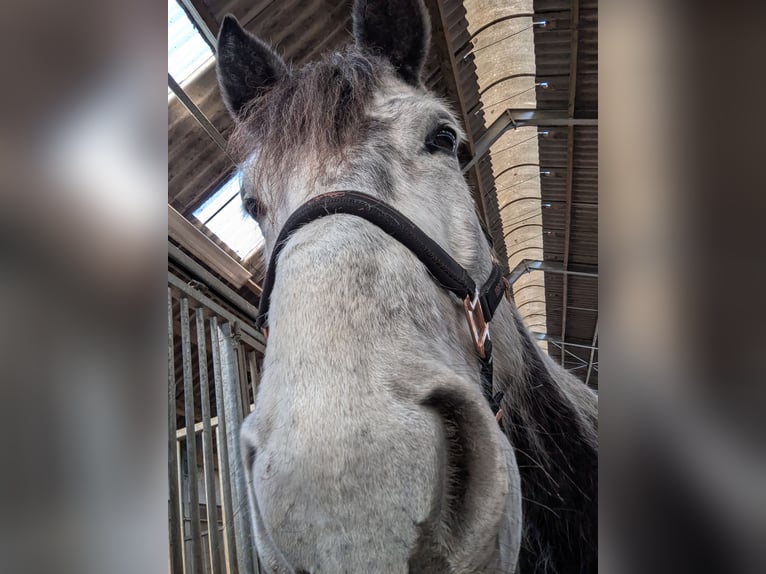 Friesen Mix Wallach 7 Jahre 168 cm Rappschimmel in Maria-Hoop