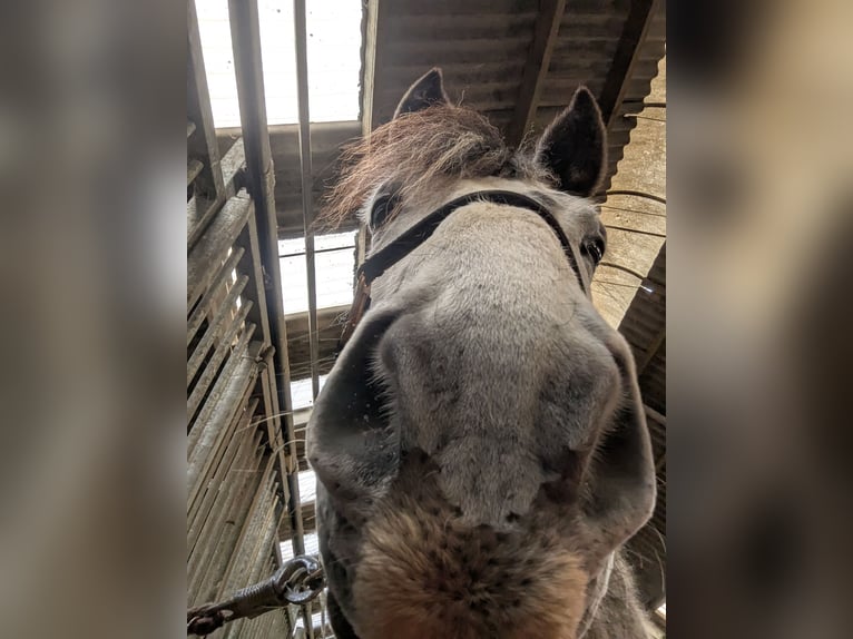 Friesen Mix Wallach 7 Jahre 168 cm Rappschimmel in Maria-Hoop