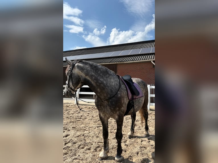 Friesen Mix Wallach 7 Jahre 168 cm Rappschimmel in Maria-Hoop