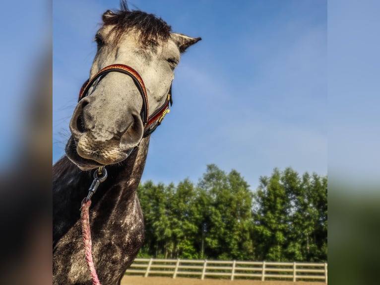 Friesen Mix Wallach 7 Jahre 168 cm Rappschimmel in Maria-Hoop