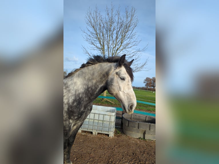 Friesen Mix Wallach 7 Jahre 168 cm Rappschimmel in Maria-Hoop