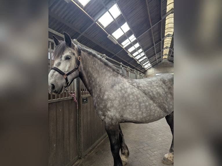 Friesen Mix Wallach 7 Jahre 168 cm Rappschimmel in Maria-Hoop