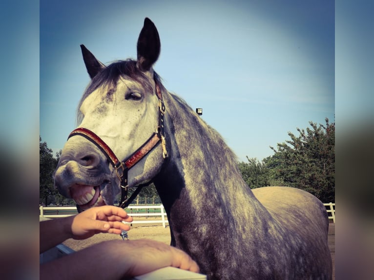 Friesen Mix Wallach 7 Jahre 168 cm Rappschimmel in Maria-Hoop