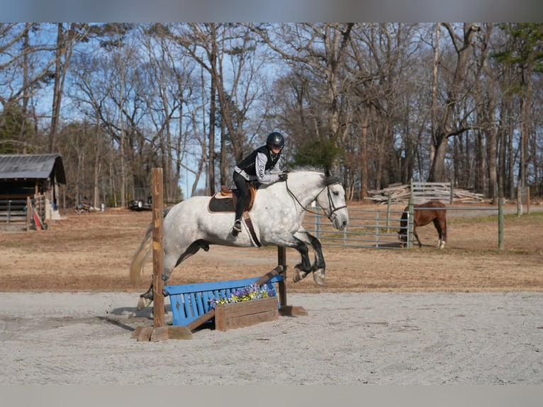 Friesen Mix Wallach 7 Jahre 168 cm Schimmel in Clover