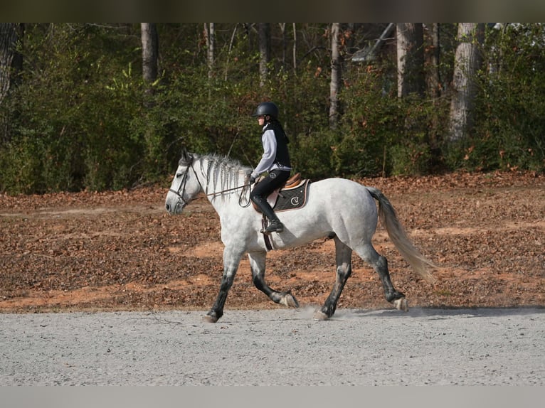 Friesen Mix Wallach 7 Jahre 168 cm Schimmel in Clover