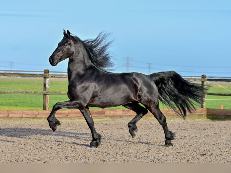 Friesen Wallach 7 Jahre 170 cm Rappe in Rottum