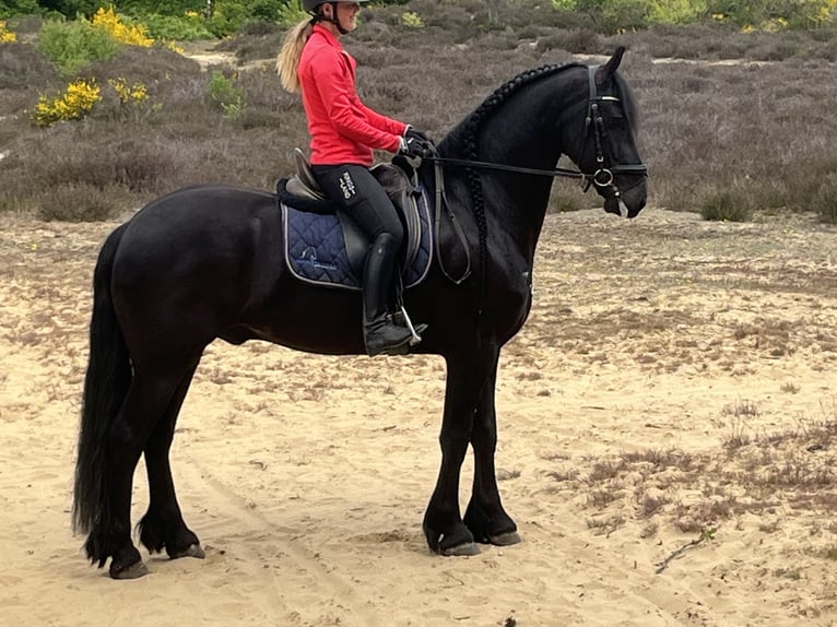 Friesen Wallach 7 Jahre 170 cm Rappe in Rottum