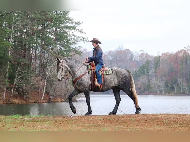 Friesen Mix Wallach 7 Jahre 173 cm Schimmel in Clover, SC