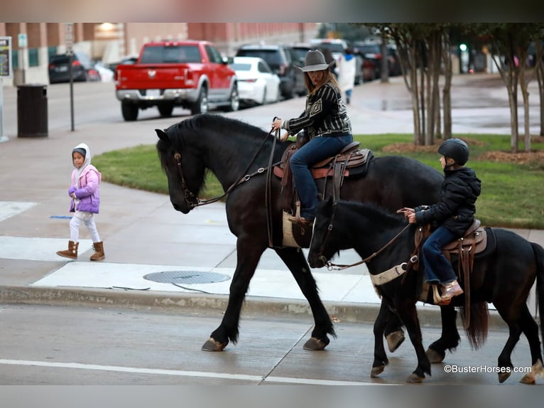 Friesen Wallach 7 Jahre 175 cm Rappe in Weatherford TX