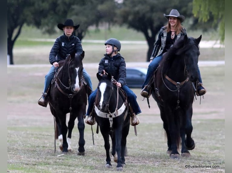 Friesen Wallach 7 Jahre 175 cm Rappe in Weatherford TX