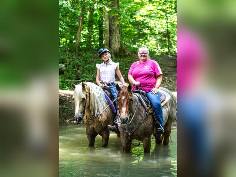 Friesen Mix Wallach 7 Jahre Palomino in Robards