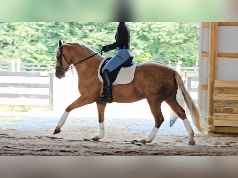 Friesen Mix Wallach 7 Jahre Palomino in Robards