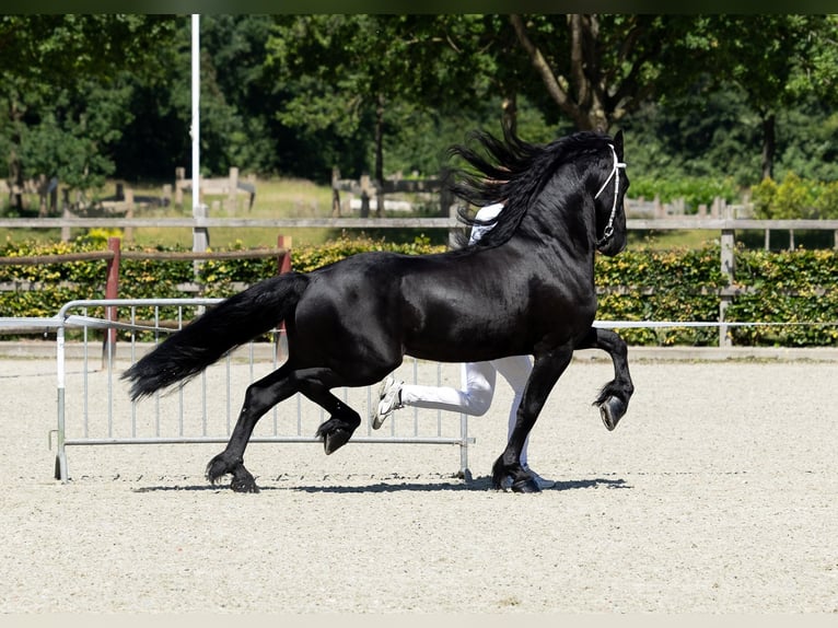 Friesen Wallach 7 Jahre Rappe in Aalsmeer