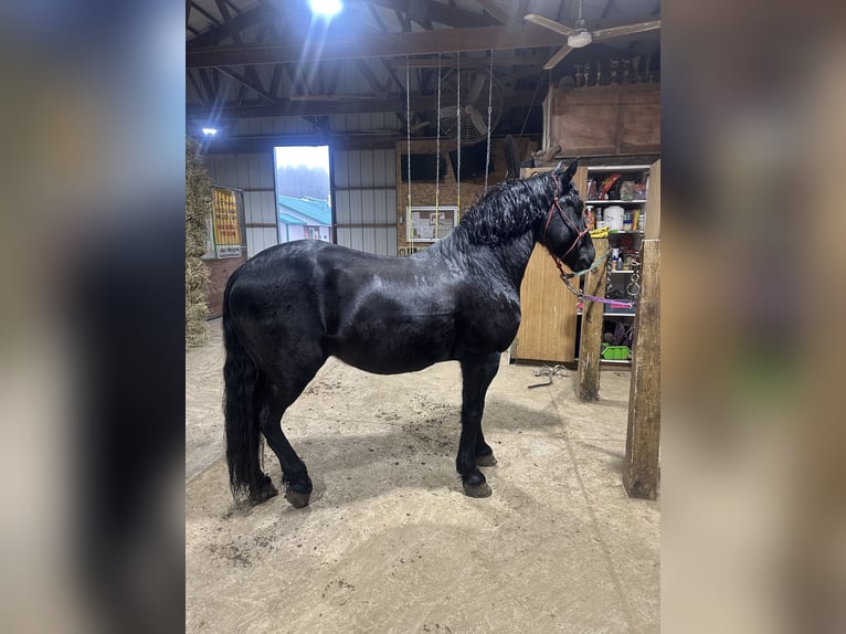 Friesen Mix Wallach 7 Jahre Rappe in Akron